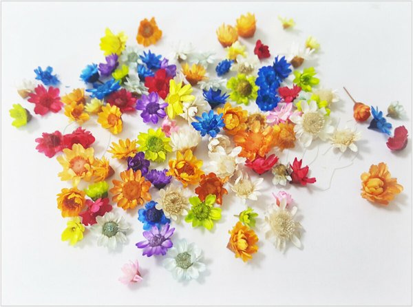 画像1: 🌻白棚DF-10🌻約90枚　スターフラワー 生花を使用したドライフラワー ランダム　約90枚 (1)